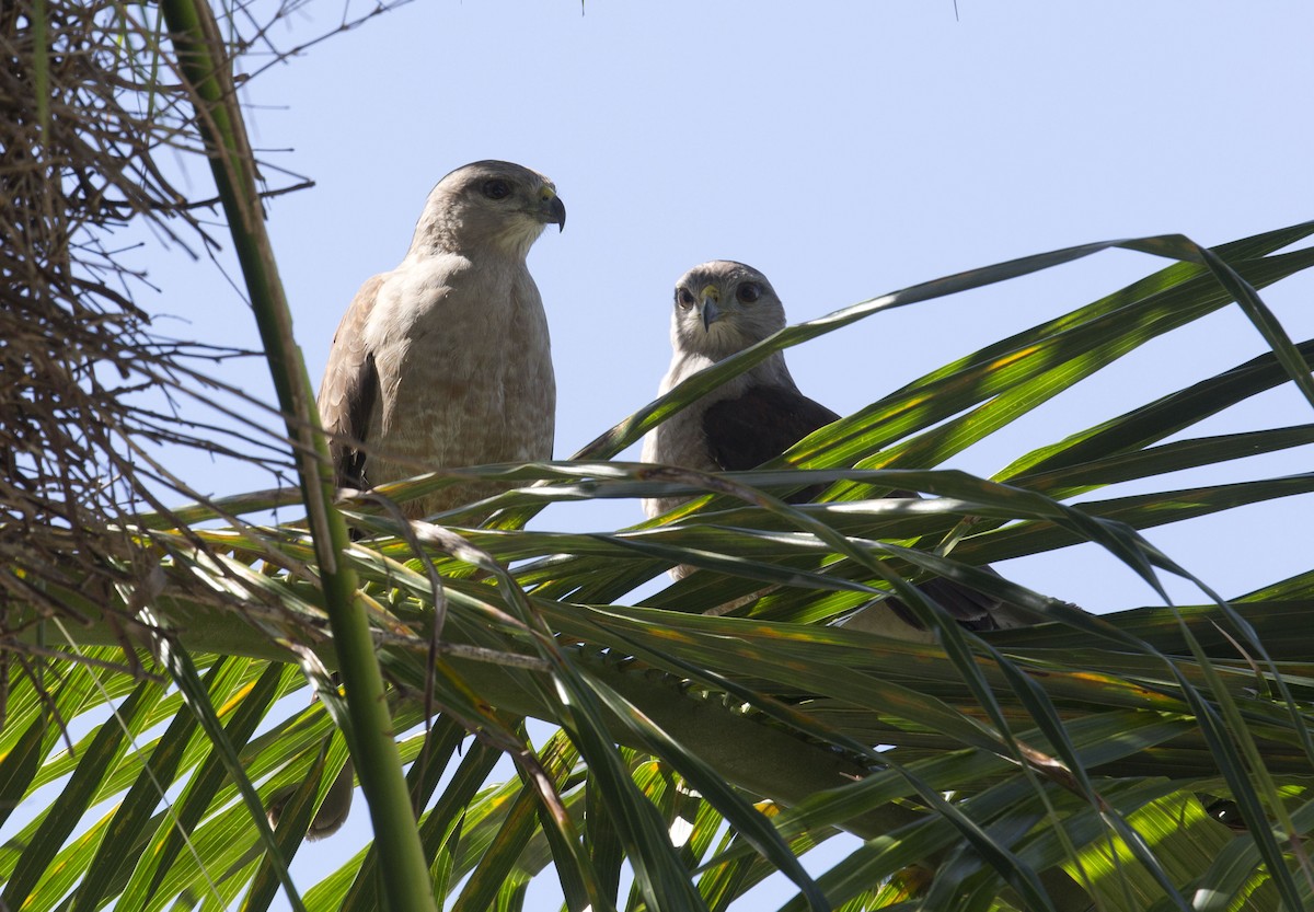 Ridgway's Hawk - ML639748259