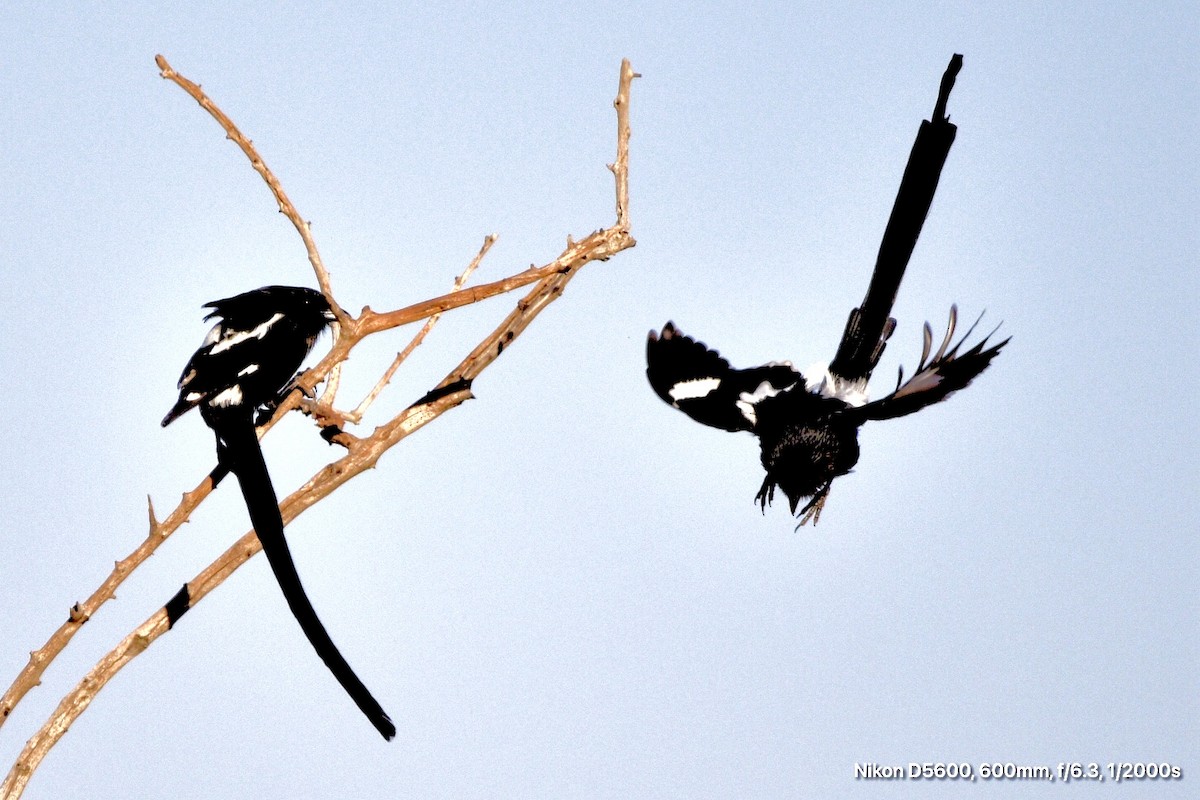 Magpie Shrike - ML639748336