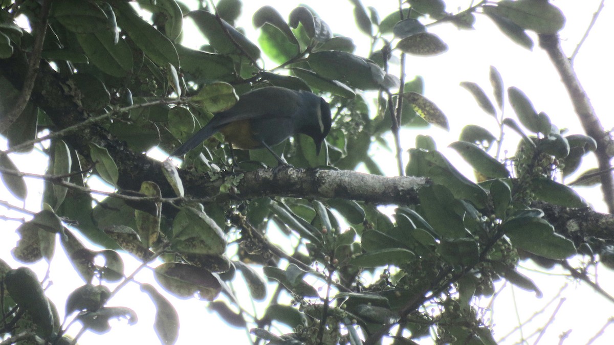Eastern Crested Berrypecker - ML639748517