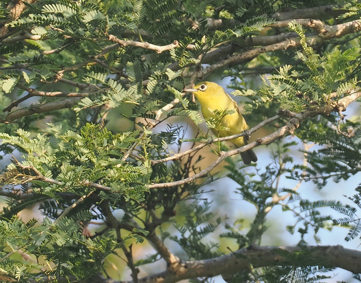 Lemon-bellied White-eye - ML639748521