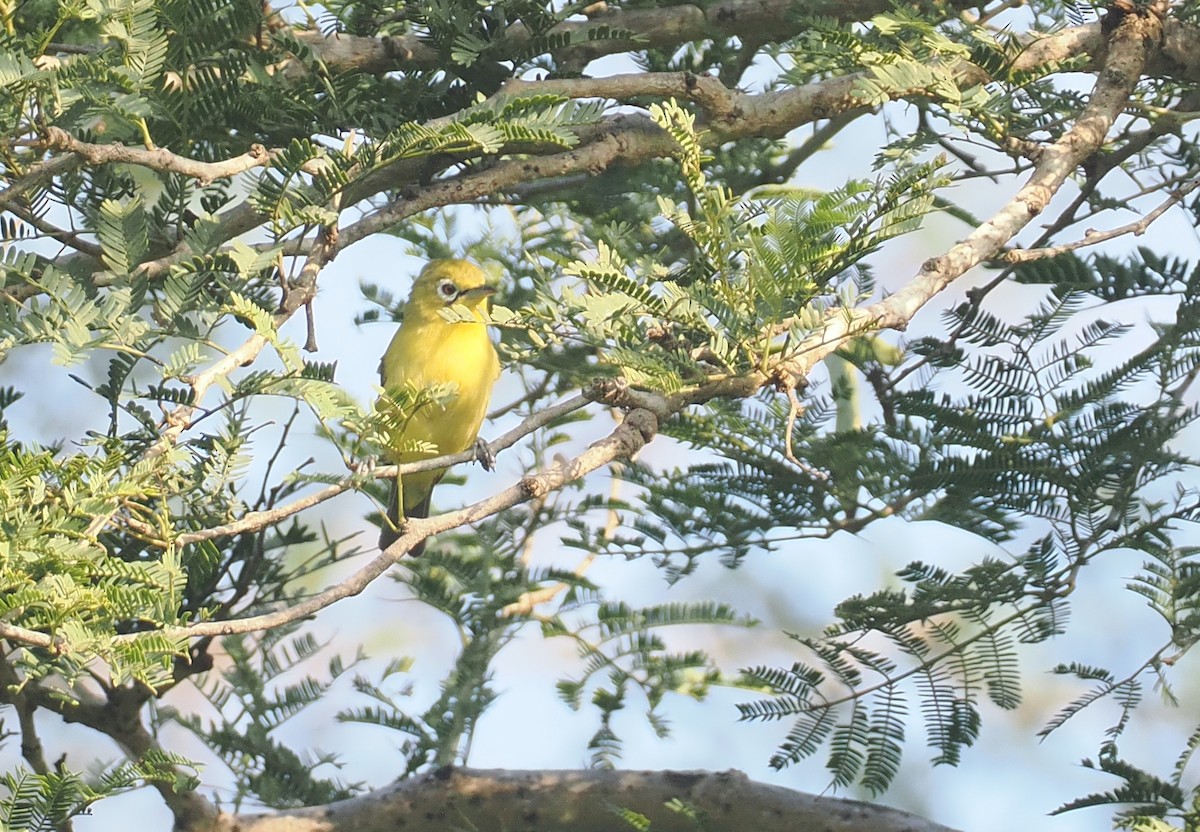 Lemon-bellied White-eye - ML639748528