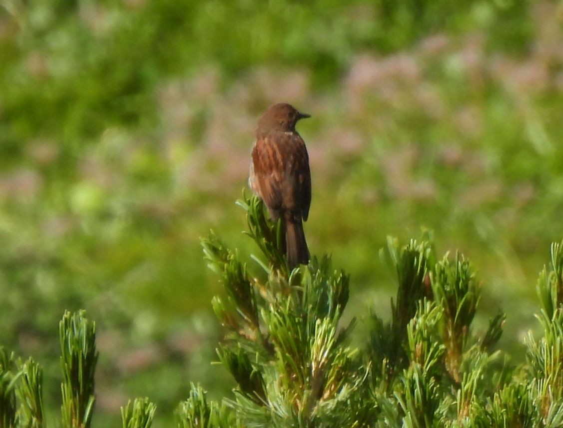 Japanese Accentor - ML639748530