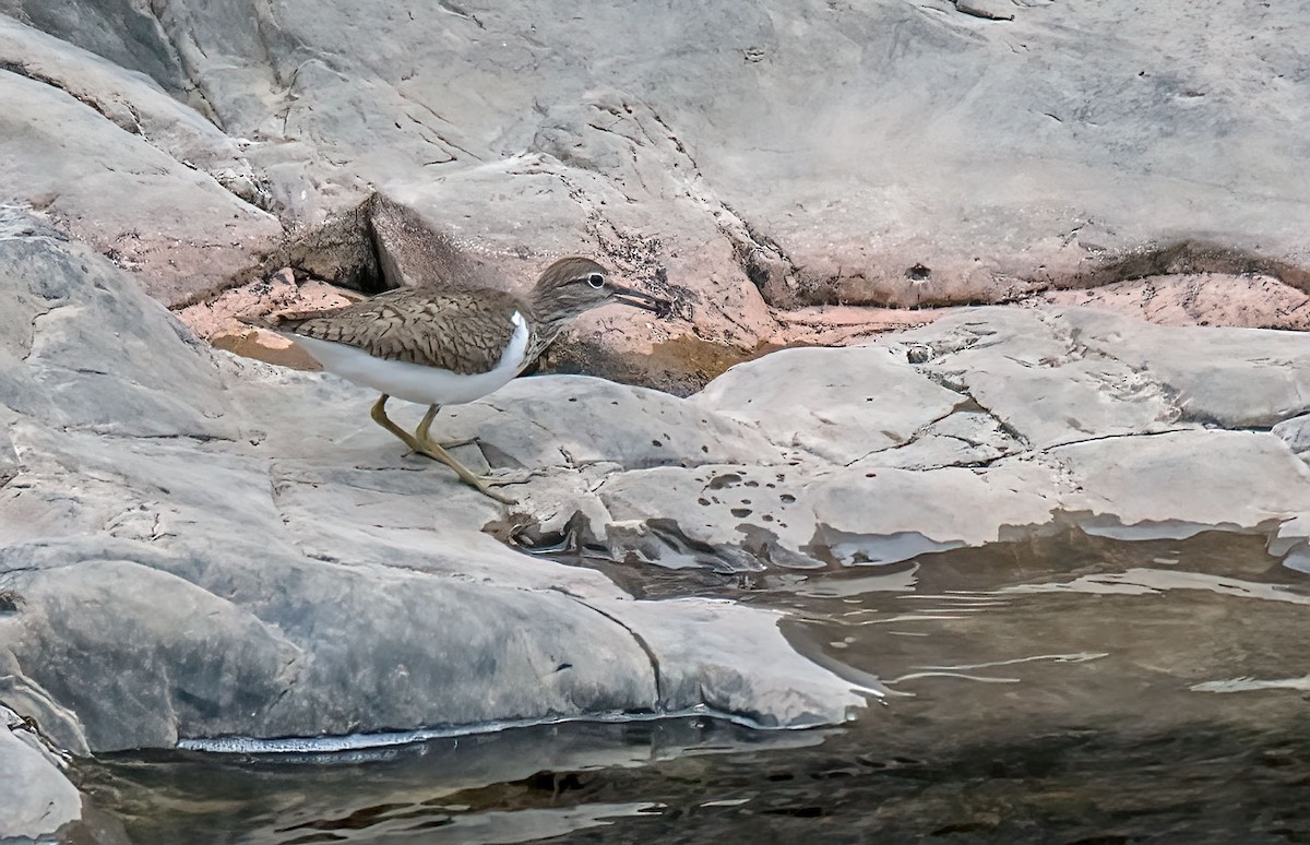 Common Sandpiper - ML639748620