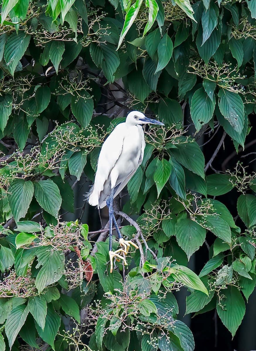 Little Egret - ML639748628