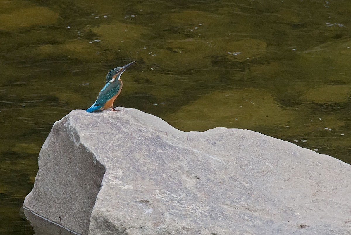 Common Kingfisher - ML639748638