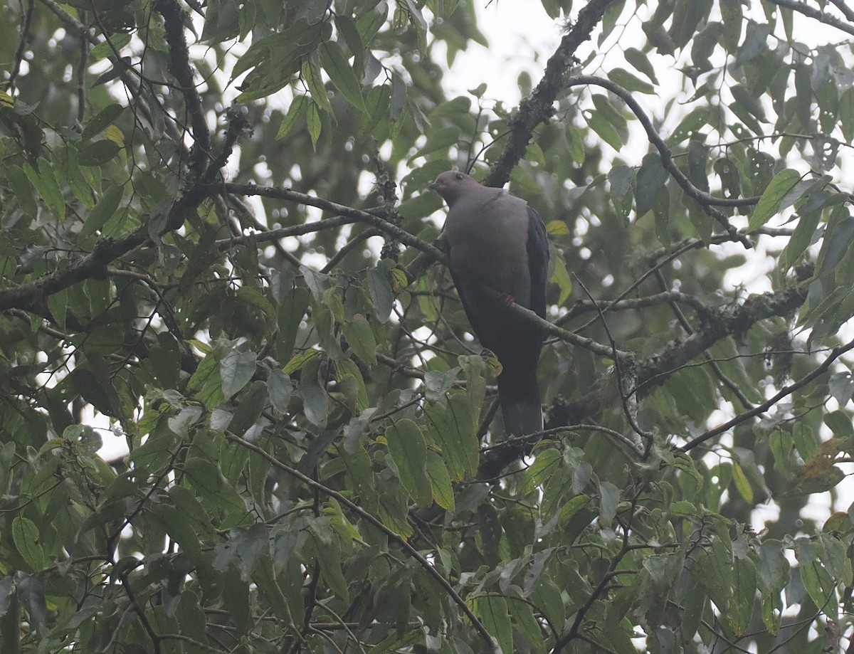 Dark-backed Imperial-Pigeon (Pink-headed) - ML639748650