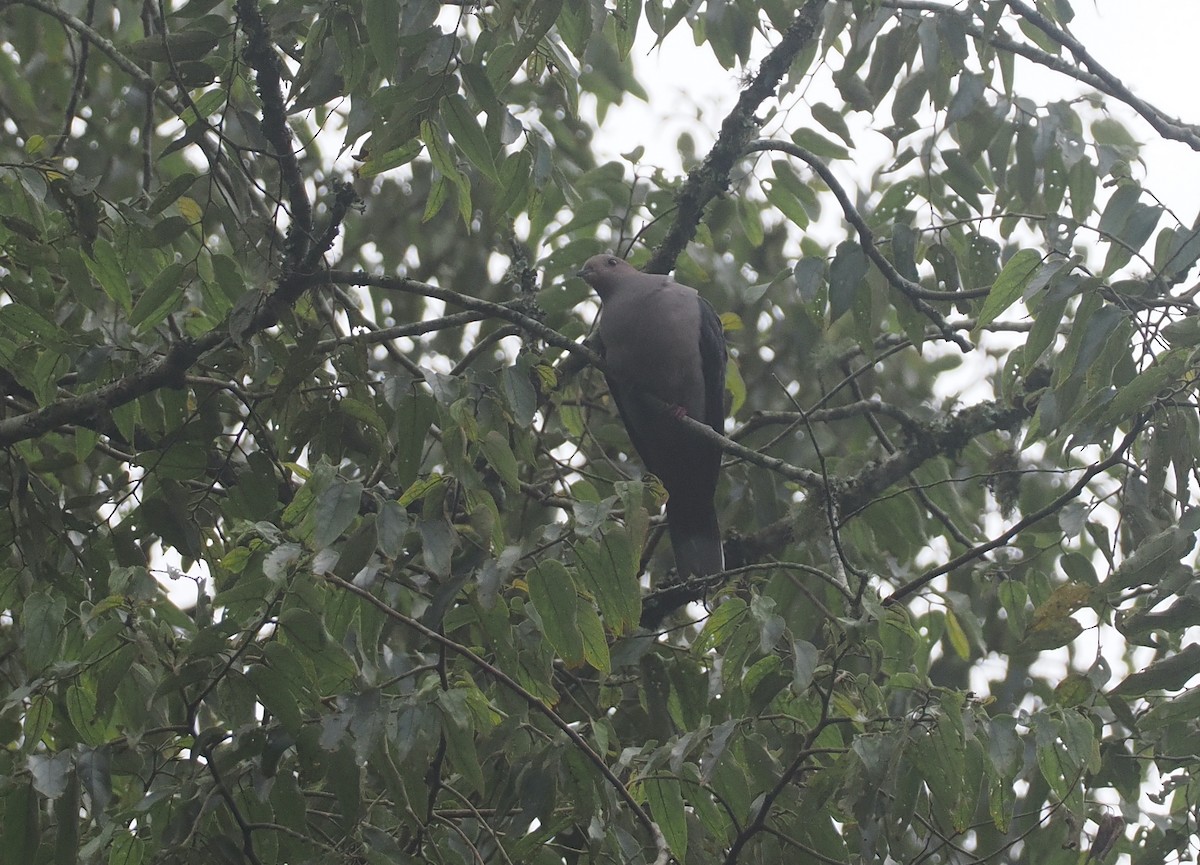 Dark-backed Imperial-Pigeon (Pink-headed) - ML639748655