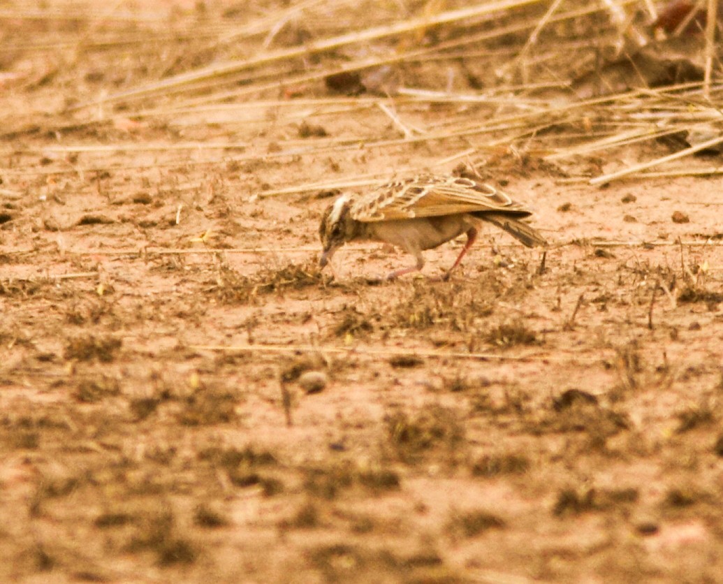 Sun Lark - ML639748661