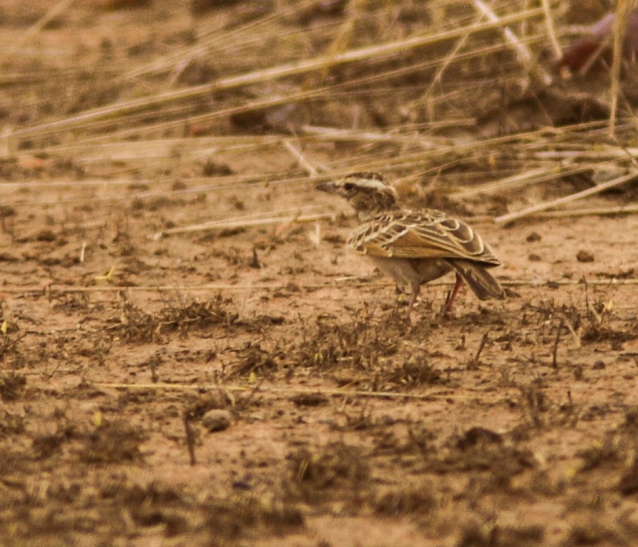 Sun Lark - ML639748662