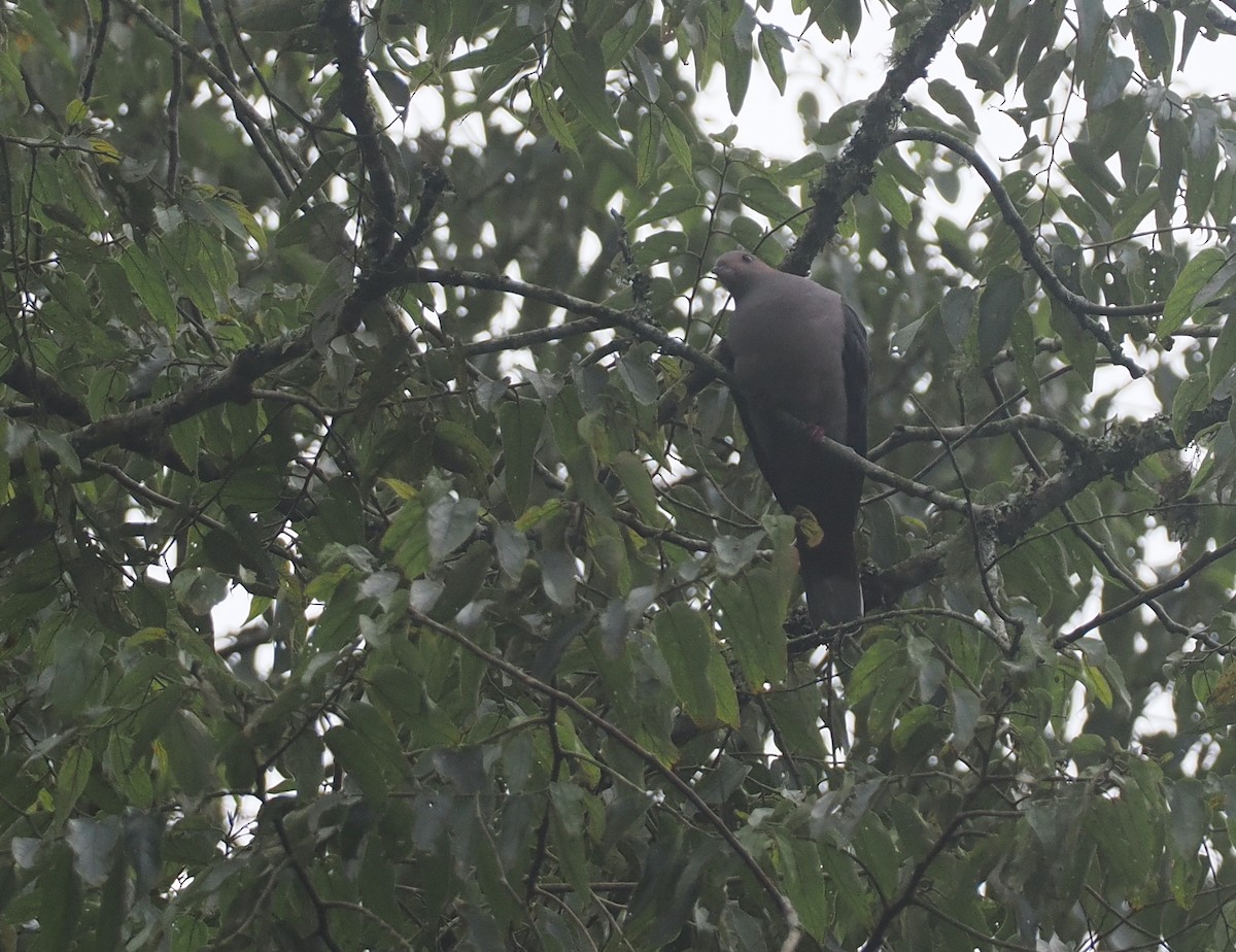 Dark-backed Imperial-Pigeon (Pink-headed) - ML639748668