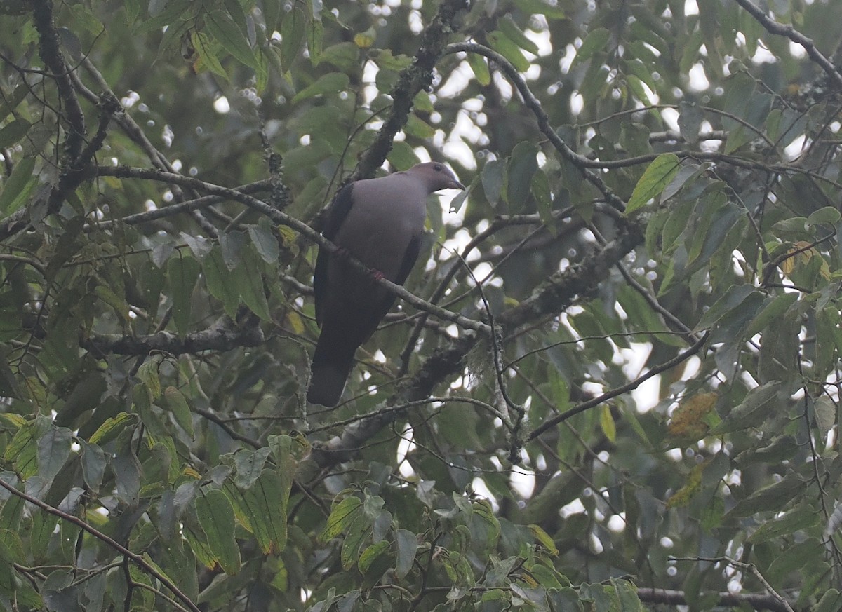 Dark-backed Imperial-Pigeon (Pink-headed) - ML639748677
