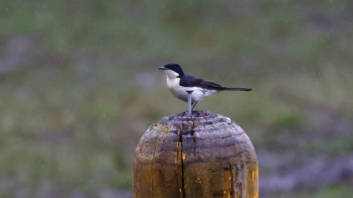 Restless Flycatcher - ML639748693