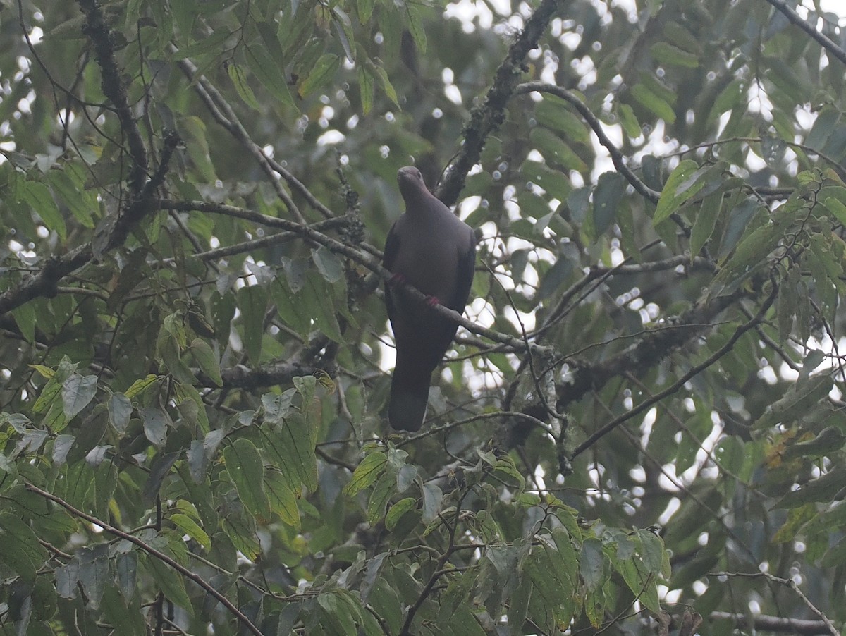 Dark-backed Imperial-Pigeon (Pink-headed) - ML639748697