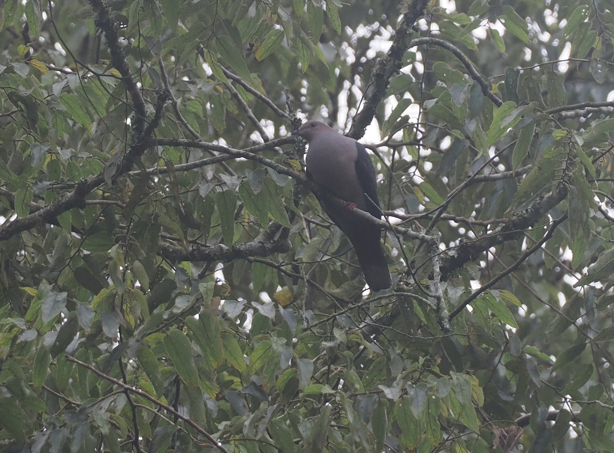 Dark-backed Imperial-Pigeon (Pink-headed) - ML639748713