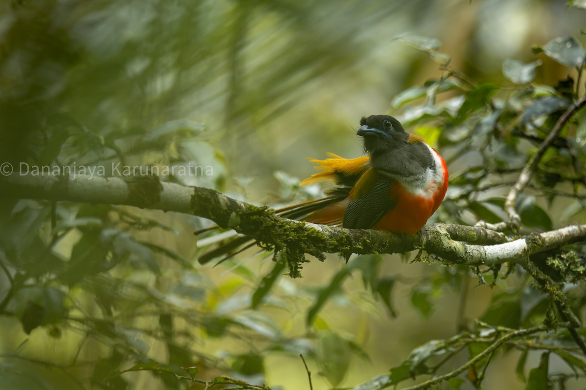 hindutrogon - ML639748777