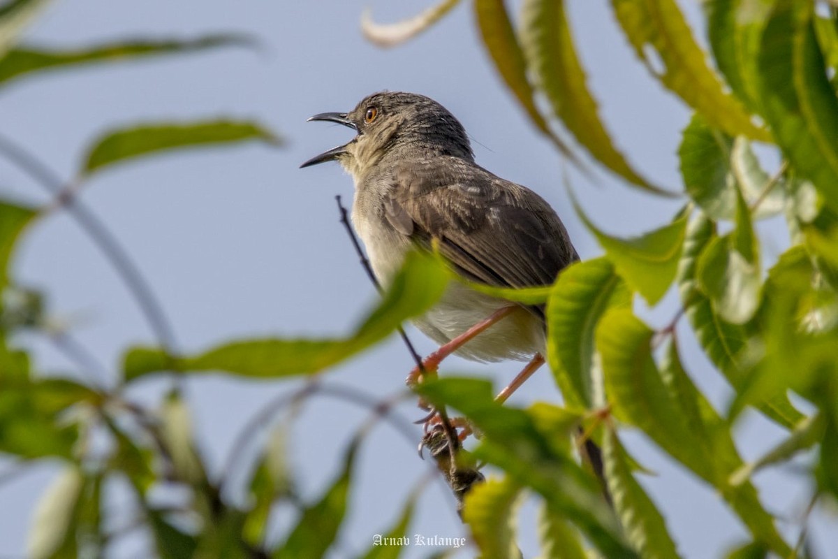 indiaprinia - ML639748798