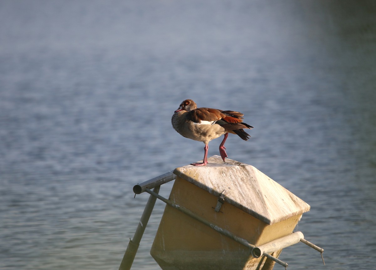 Egyptian Goose - ML639748822