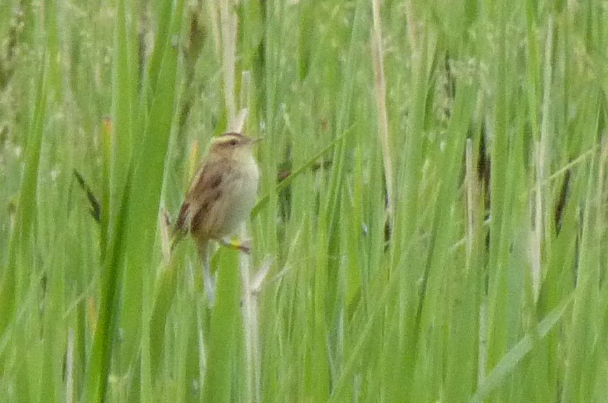 Aquatic Warbler - ML639748825