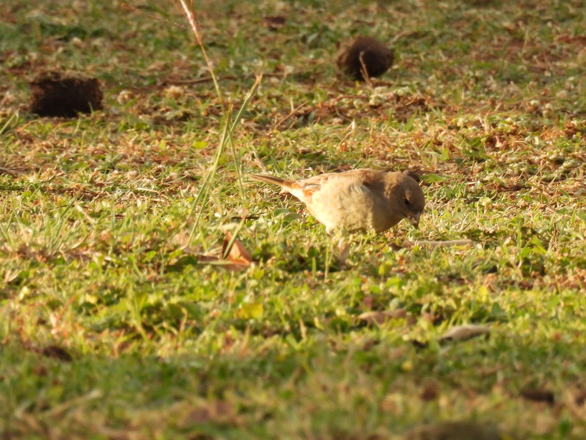 Moineau sud-africain - ML639748902