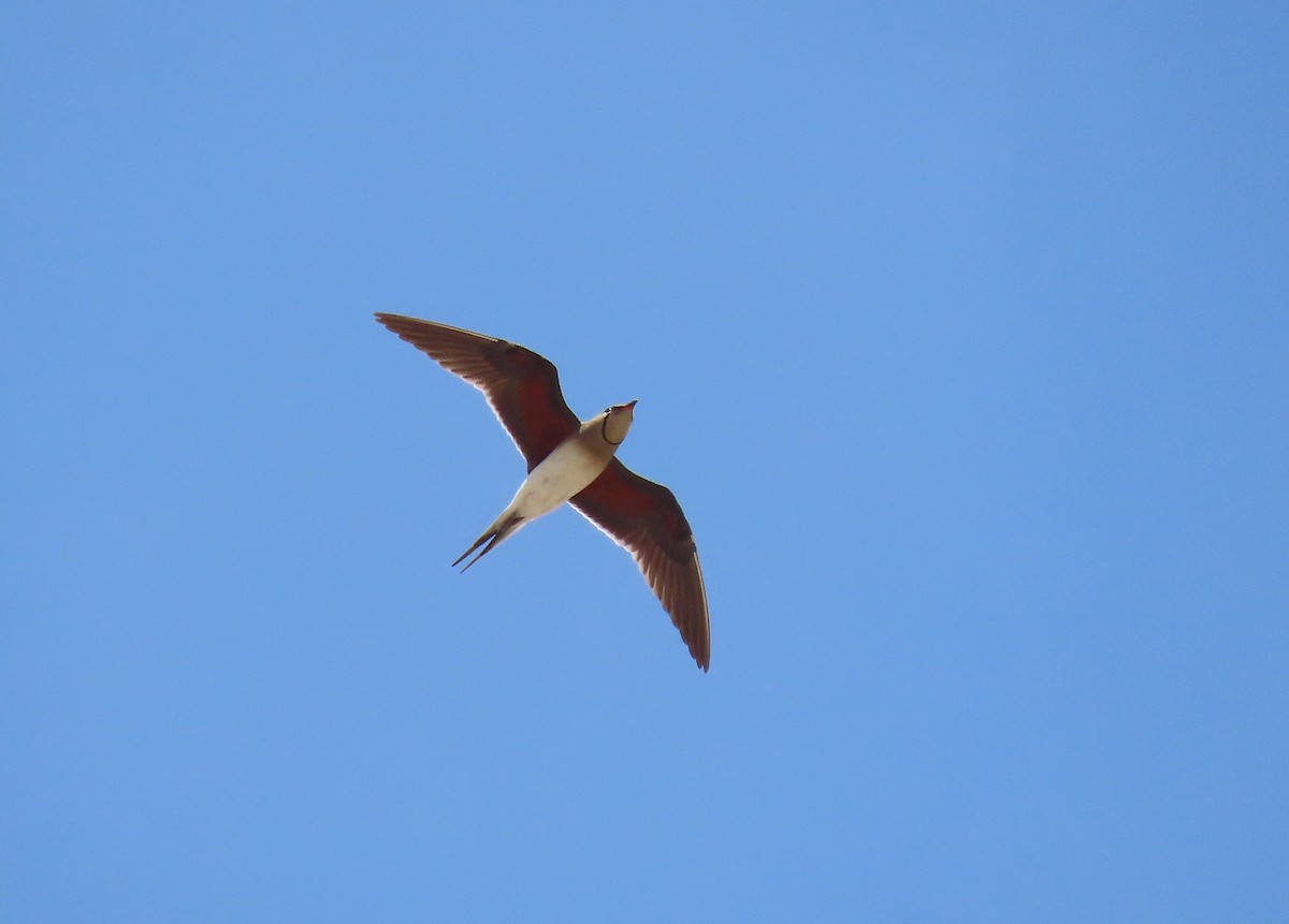 Collared Pratincole - ML639748958