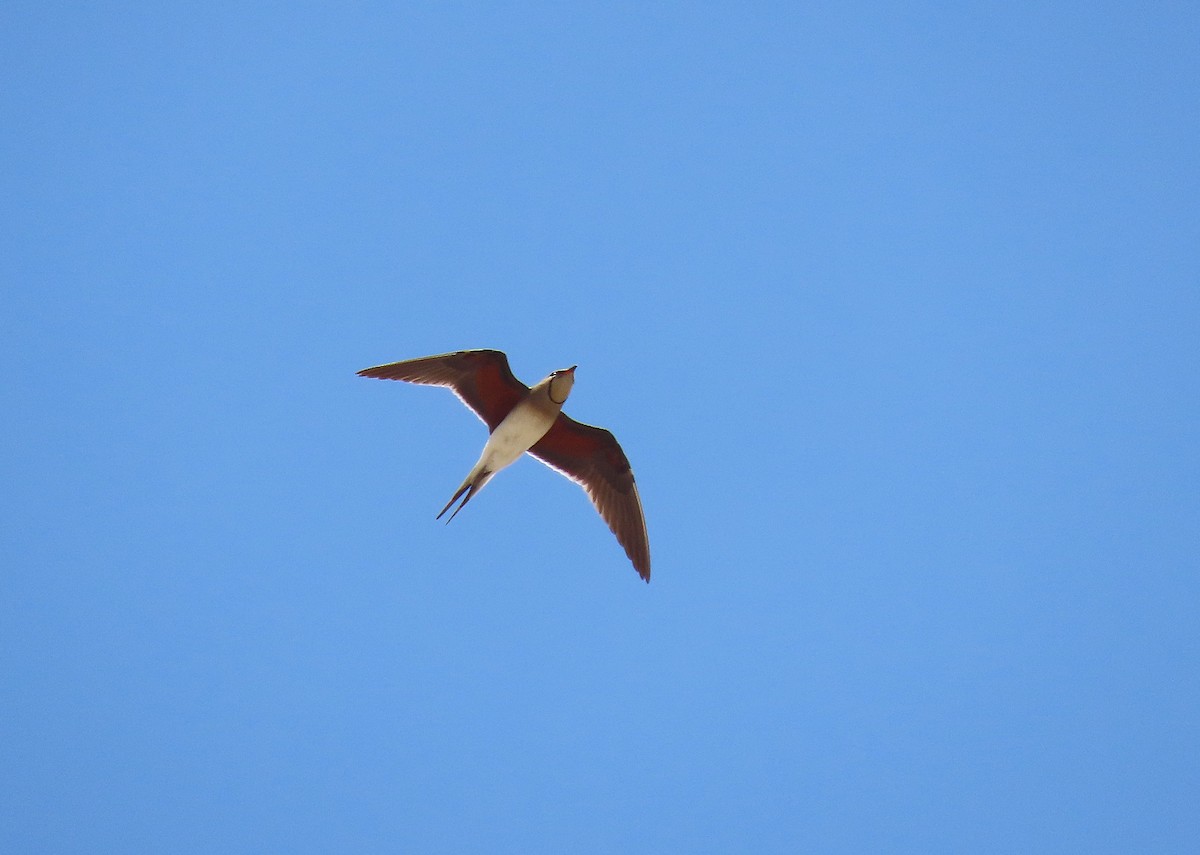 Collared Pratincole - ML639748959