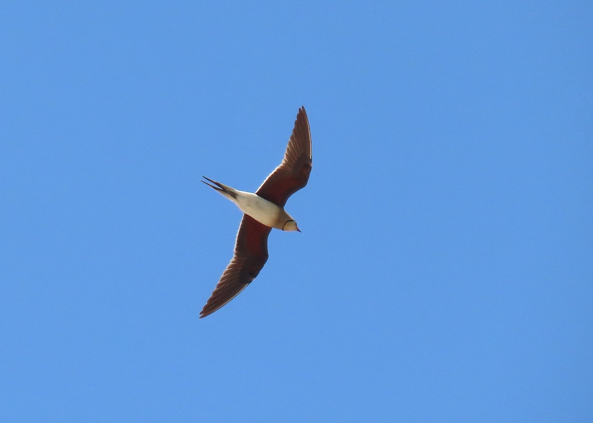 Collared Pratincole - ML639748960