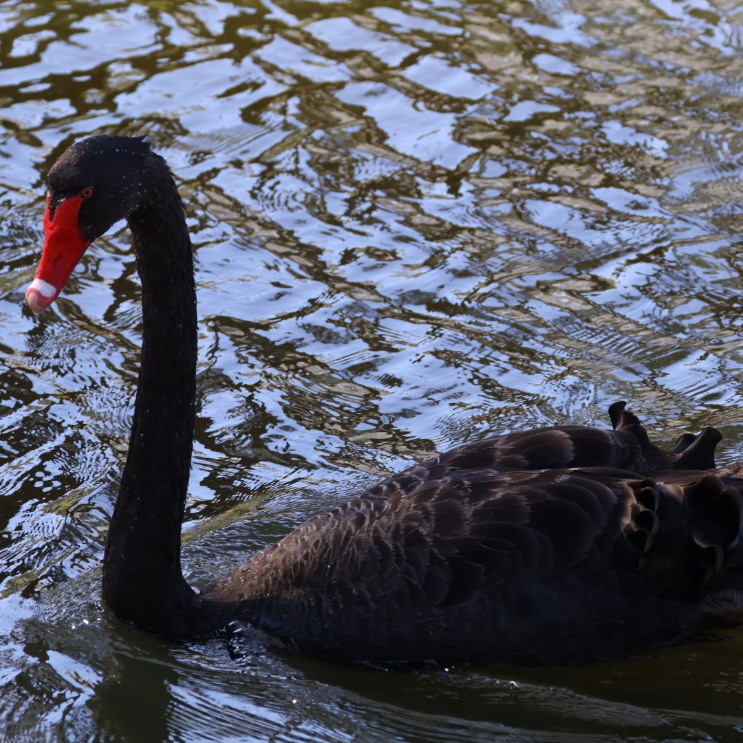 Cisne Negro - ML639749006