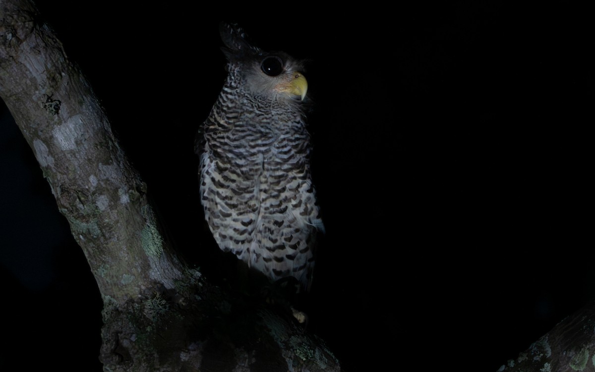 Spot-bellied Eagle-Owl - ML639749066