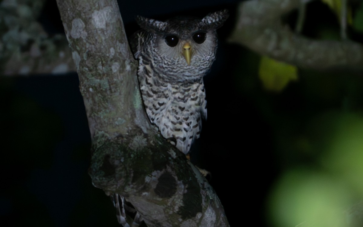 Spot-bellied Eagle-Owl - ML639749070