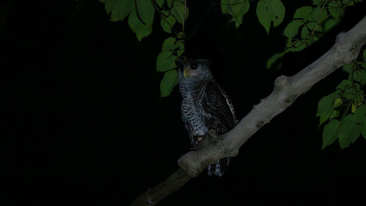 Spot-bellied Eagle-Owl - ML639749075