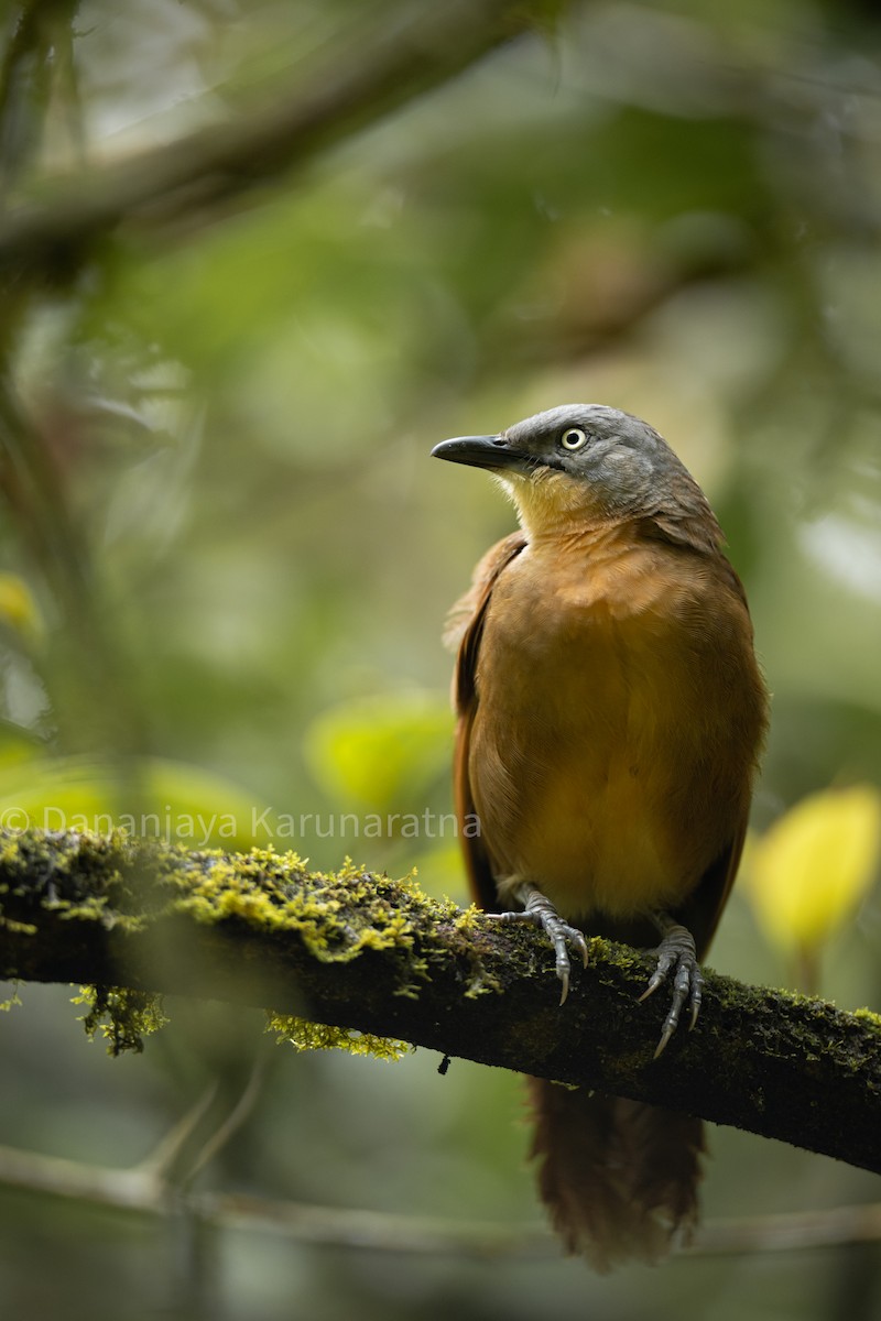 Ashy-headed Laughingthrush - ML639749078