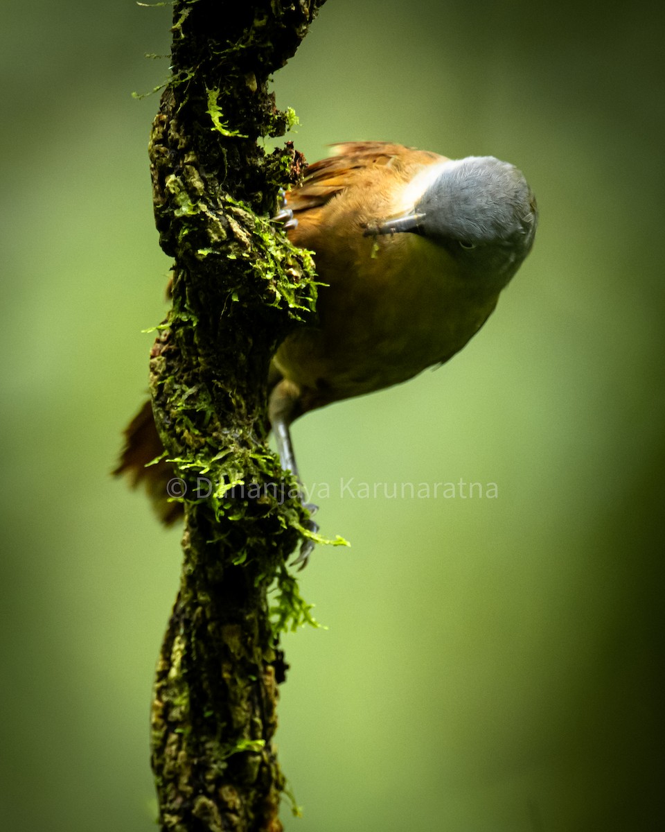 Ashy-headed Laughingthrush - ML639749109
