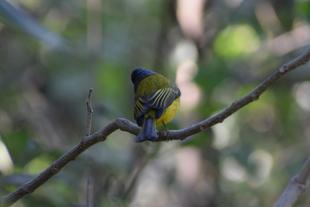 Gray-headed Canary-Flycatcher - ML639749116
