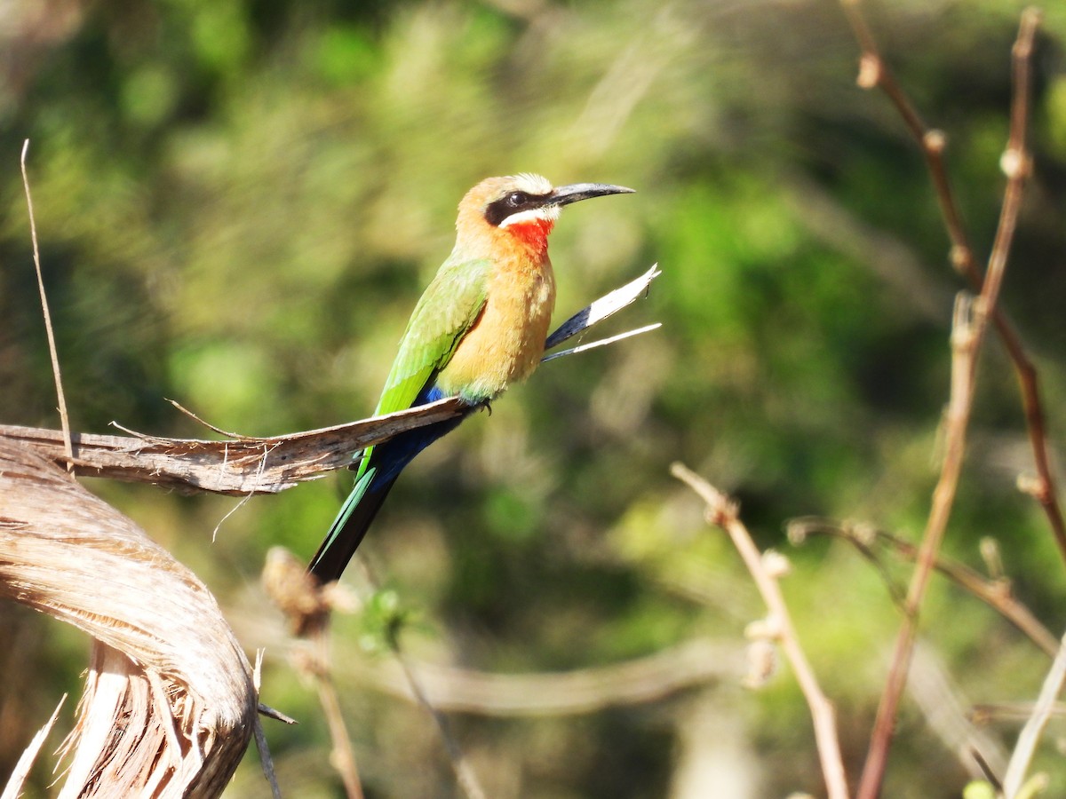 White-fronted Bee-eater - ML639749156