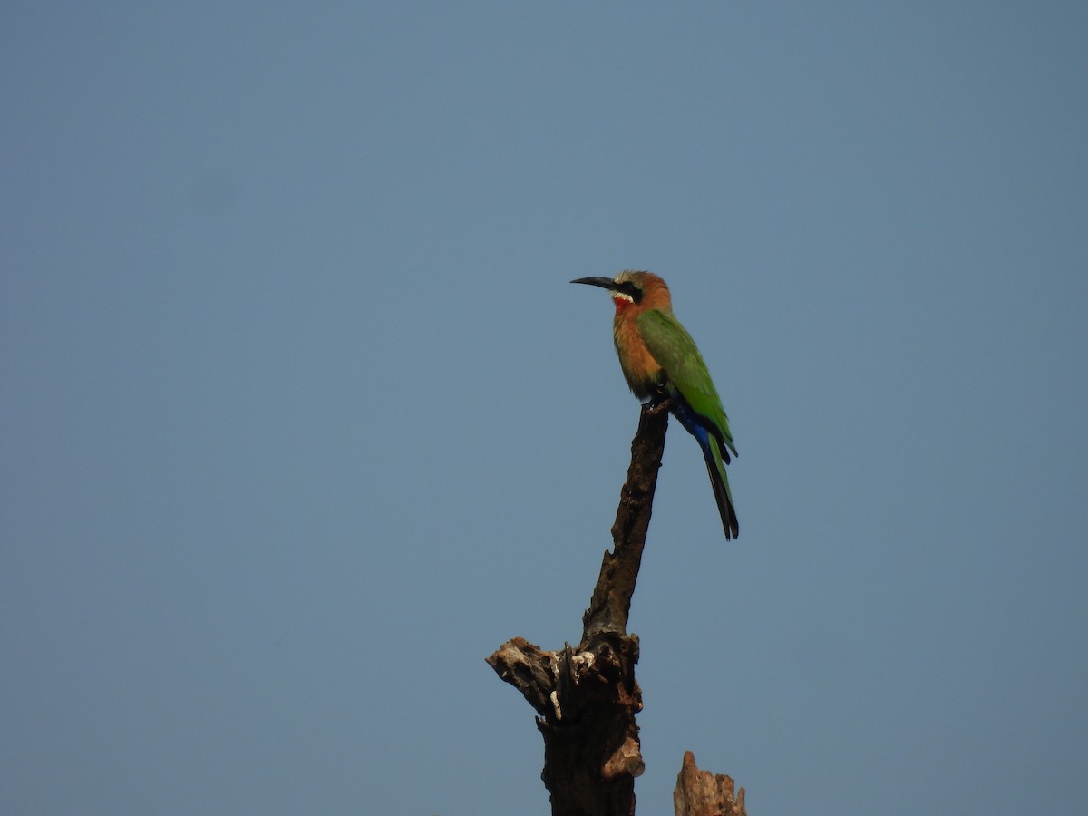 White-fronted Bee-eater - ML639749158