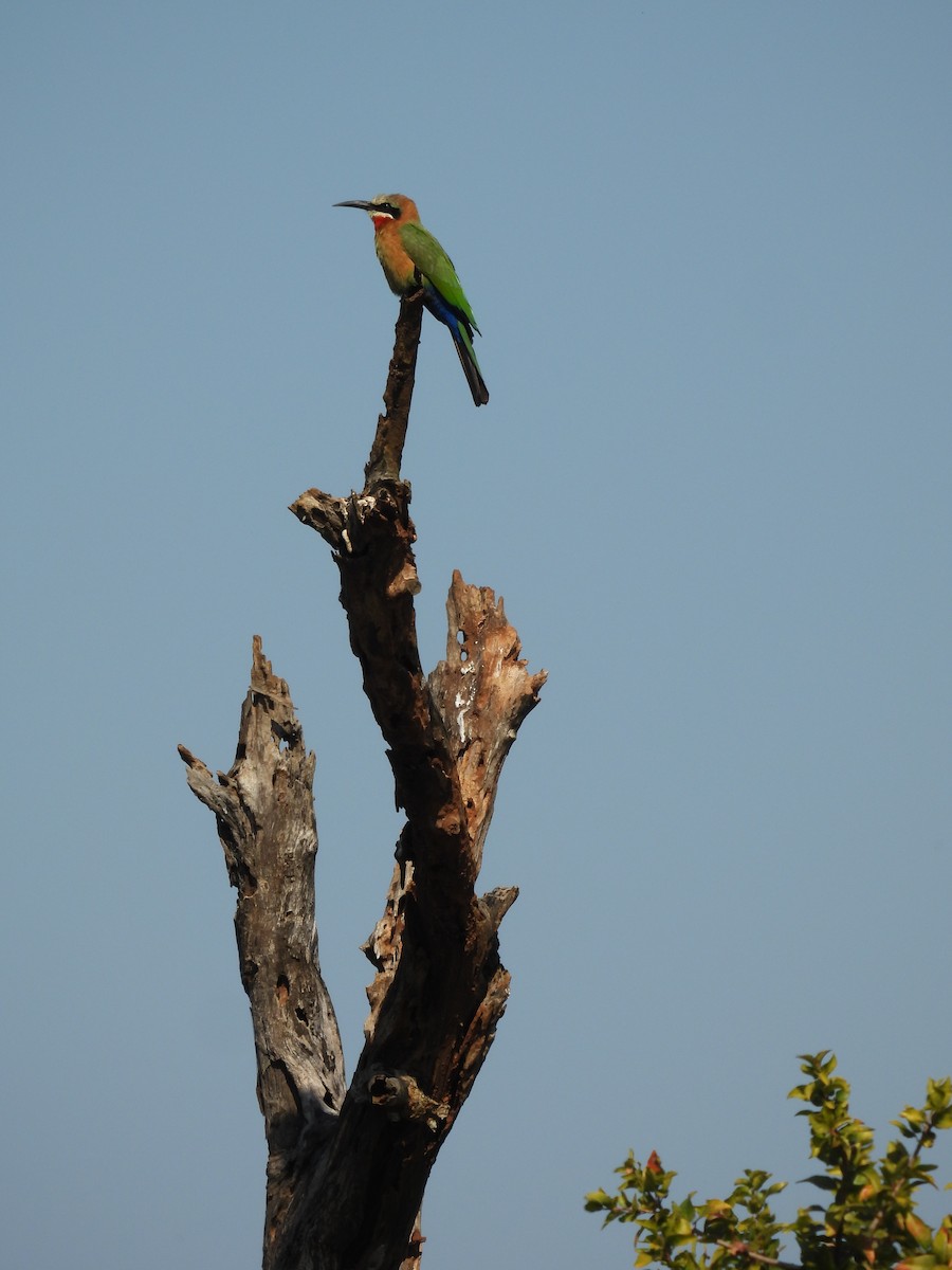 White-fronted Bee-eater - ML639749160