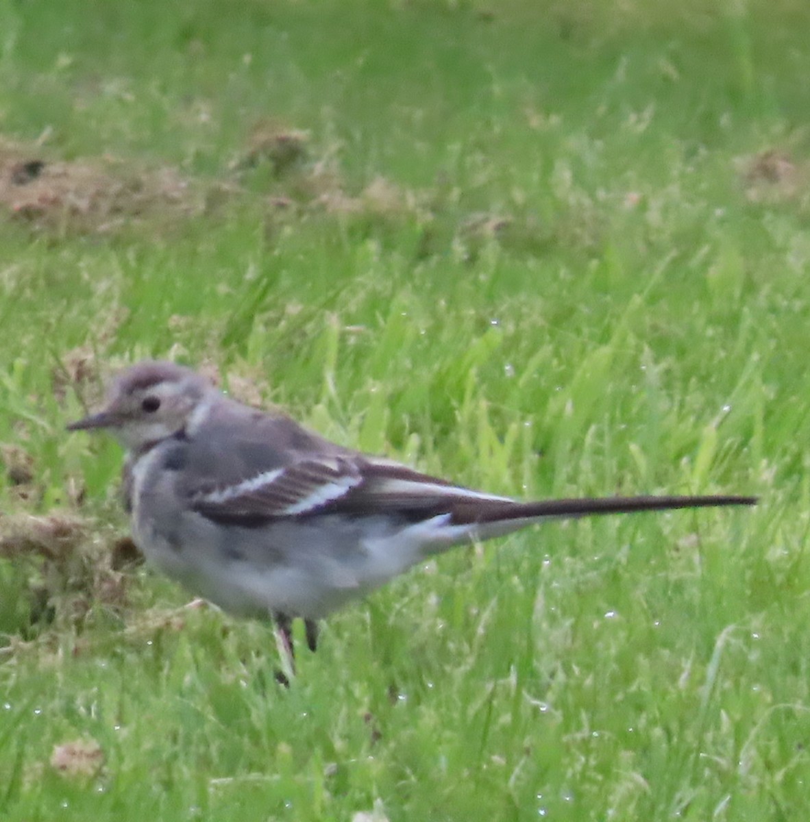 White Wagtail (British) - ML639749171