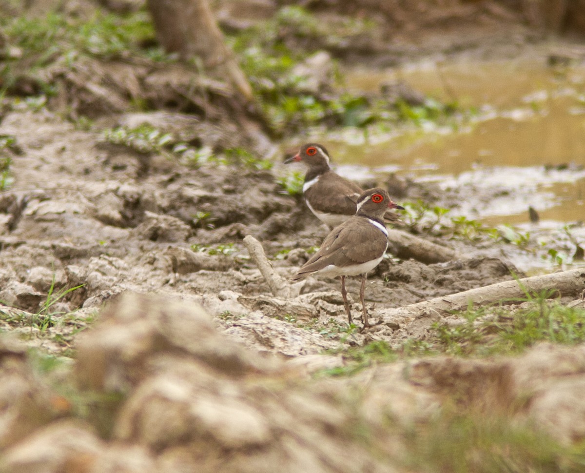 Forbes's Plover - ML639749210