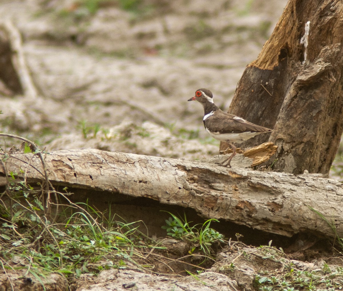 Forbes's Plover - ML639749213