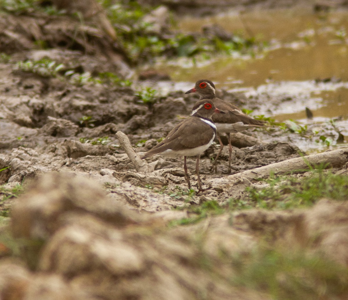 Forbes's Plover - ML639749215