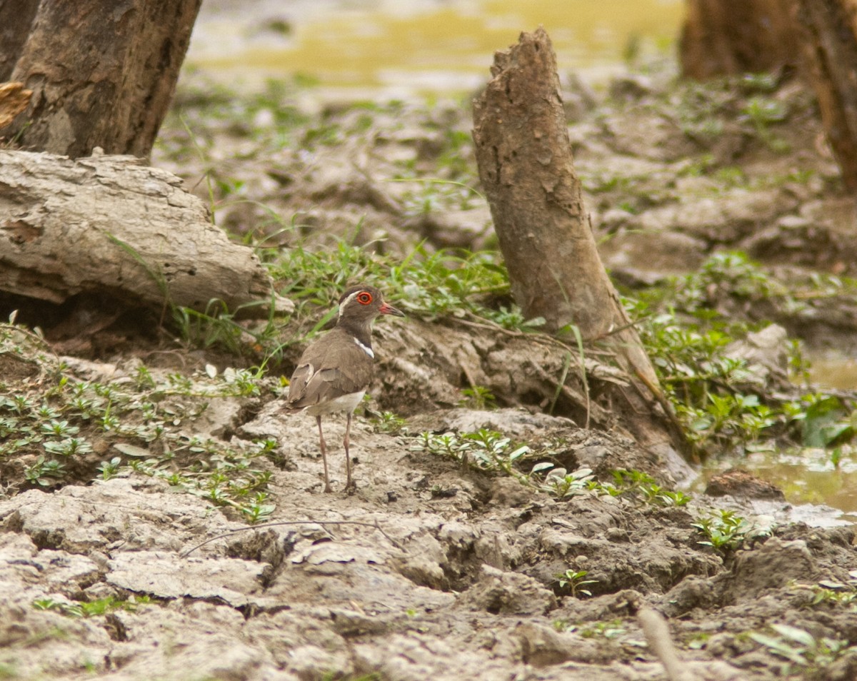 Forbes's Plover - ML639749217