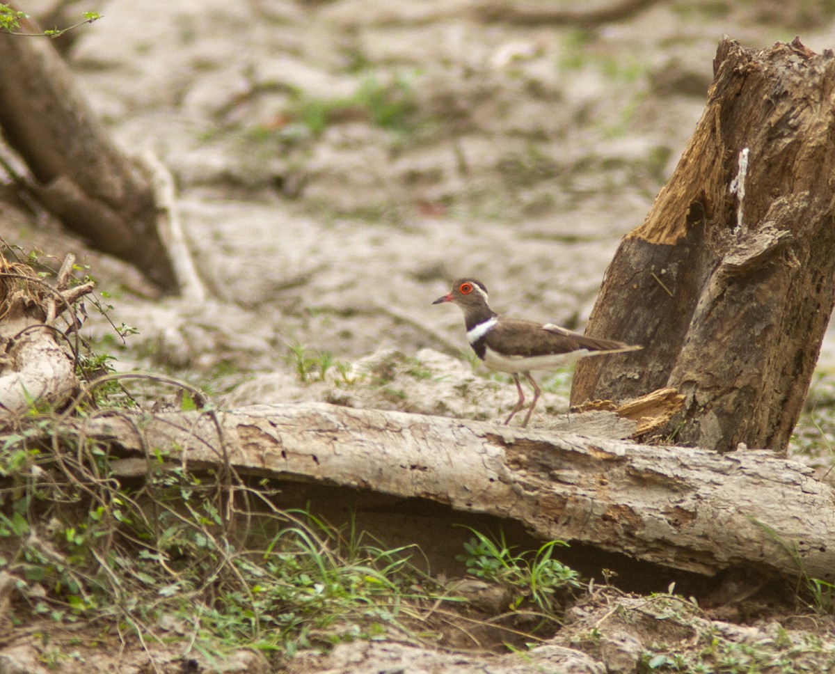 Forbes's Plover - ML639749218