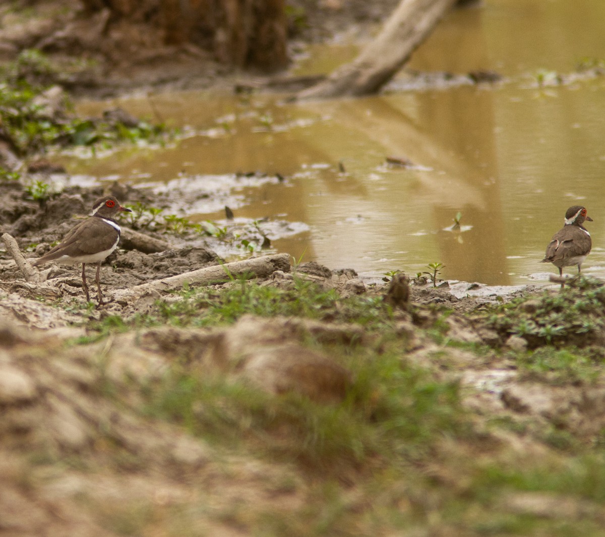Forbes's Plover - ML639749222
