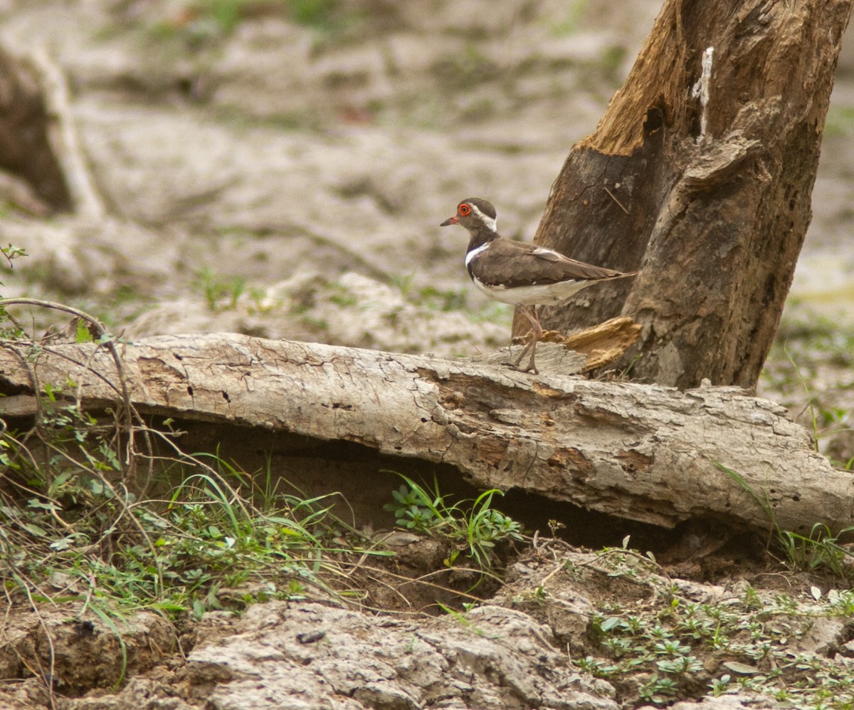 Forbes's Plover - ML639749224