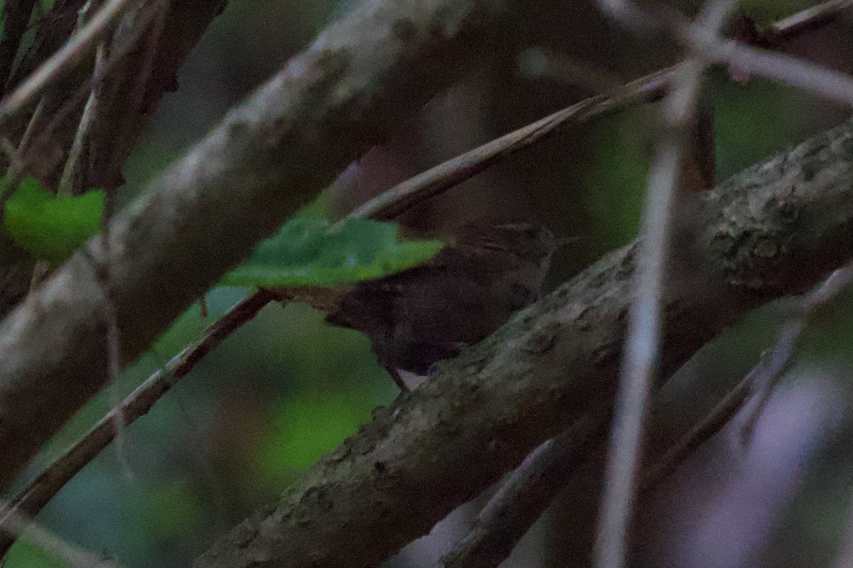 střízlík obecný - ML639749263