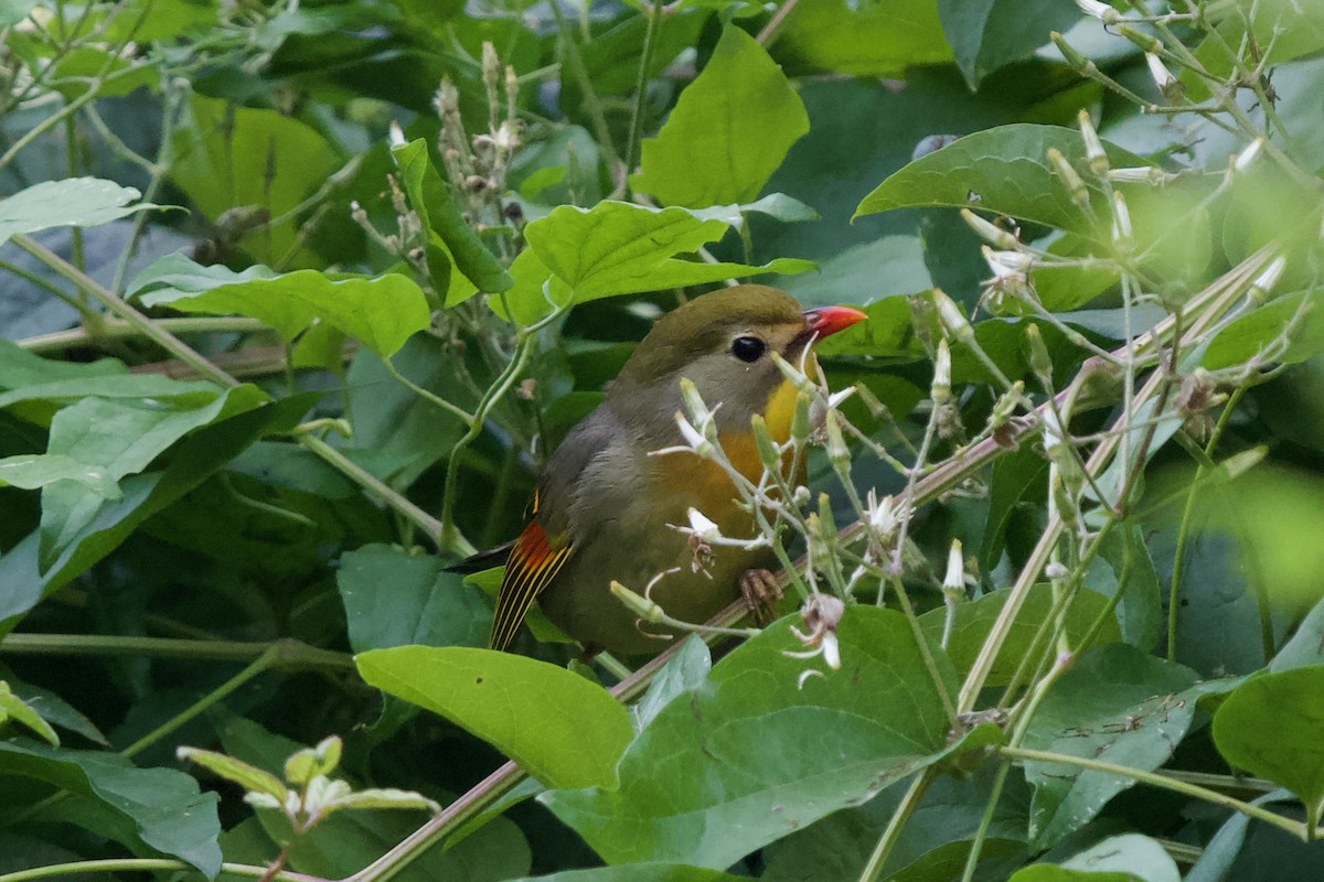 mesie čínská - ML639749269