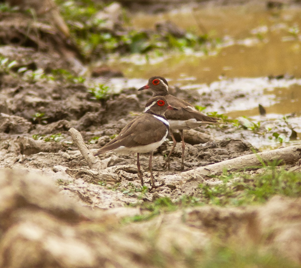 Forbes's Plover - ML639749342