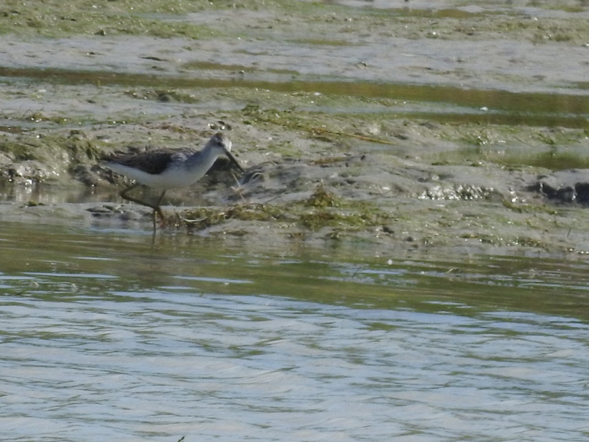 Marsh Sandpiper - ML639749367