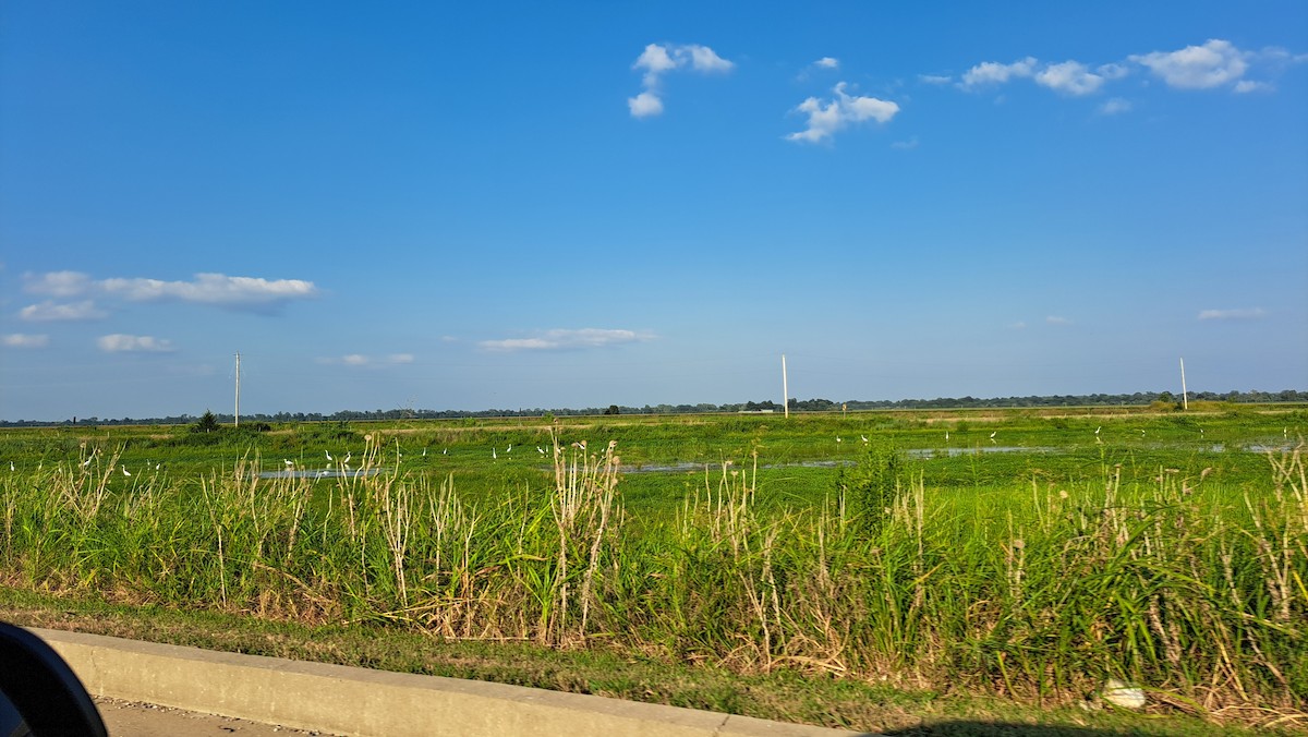 Цасч дэглий - ML639749389