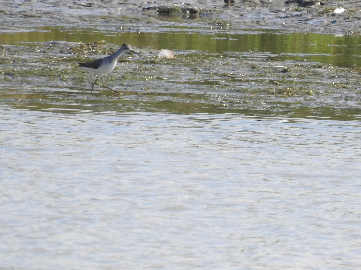 Marsh Sandpiper - ML639749392